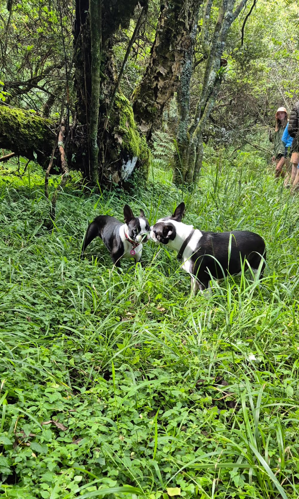 Two Boston terriers meeting on the forest trail