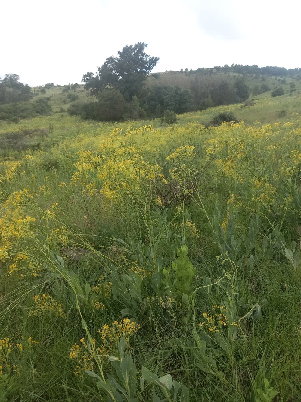 Yellow wildflowers scattered across the grassland