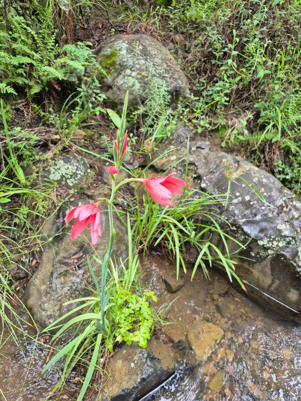 Wild red flowers growing beside the stream