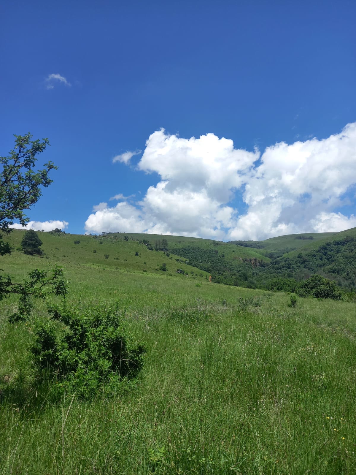 Tall summer grass with green hills behind