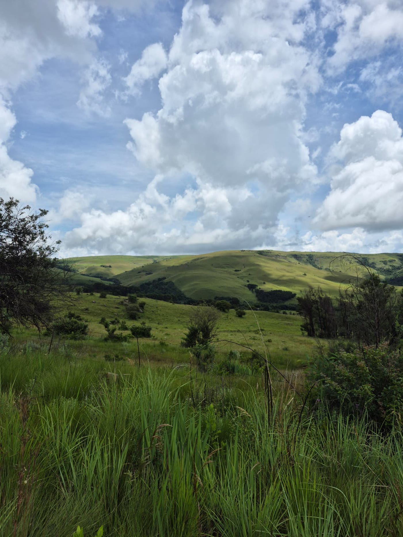 Rolling green hills of the farm under a big cloudy sky