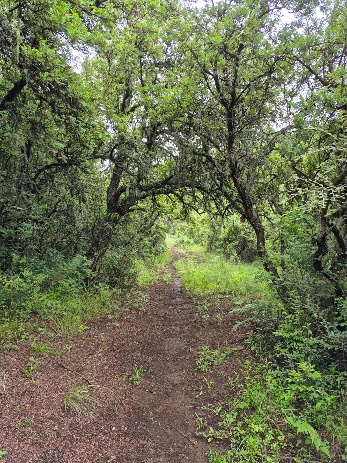 Walking trail passing under an arch of old trees