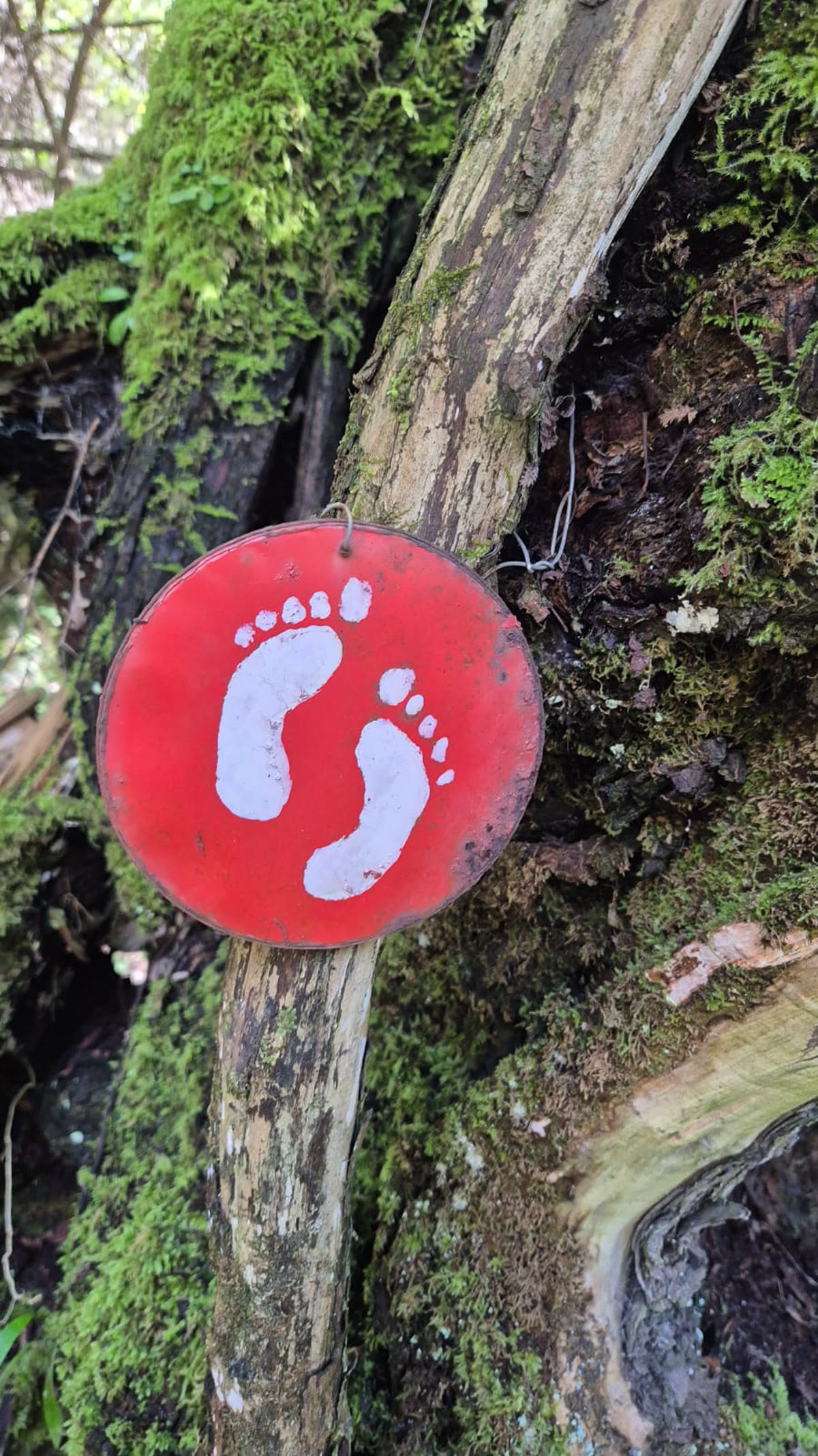 Red trail marker disc with white footprints on a mossy tree
